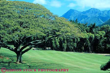 Stock Photo #13119: keywords - course curve curved dome domes golf hawaii hawaiian horz monkeypod natural nature oahu plant plants round tree tropical vegetation