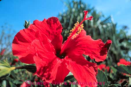 Stock Photo #13120: keywords -  blossom close flower flowering flowers hawaii hawaiian hibiscus horz natural nature oahu plant plants red tropical up vegetation