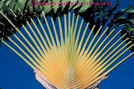 Stock Photo #13121: keywords - apart bilateral bilaterally branch branches depart departing diverge divergence diverges diverging fan fans geometric geometrical geometry green hawaii hawaiian horz leaf leaves linear lines natural nature oahu palm parallel pattern patterns plant plants shape shapes spread spreading spreads symmetrical symmetry traveler tropical vegetation