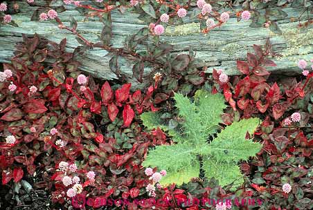 Stock Photo #13134: keywords - big earth ecological ecology established geologic geological geology grow growing grown grows growth habitat hawaii hawaiian horz island land national natural nature park parks plant plants science soil succession tropical volcanic volcano volcanoes