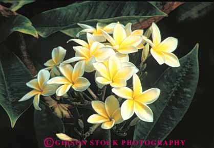 Stock Photo #8646: keywords -  big blossom blossoming blossoms close destination flower flowers hawaii hawaiian horz island islands native nature plumaria resort resorts travel tropical up usa vacation yellow