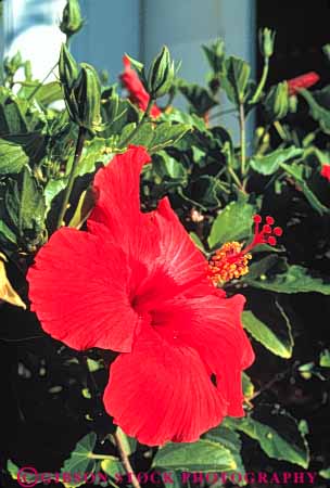 Stock Photo #8647: keywords - big blossom blossoming destination flower flowers hawaii hawaiian hibiscus island islands native nature red resort resorts s travel tropical usa vacation vert