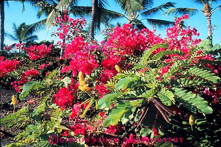 Stock Photo #13148: keywords -  big blossom blossoming blossoms bougainvillea bright color colorful different flora flower flowering flowers garden hawaii hawaiian horz island mix mixed mixture natural nature of plant plants red tropical type types variety various vary varying varys vegetation