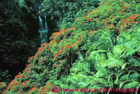 Stock Photo #13149: keywords -  african big blossom blossoming blossoms flora flower flowering flowers forest forests green hawaii hawaiian horz in island landscape lush natural nature plant plants rain rainforest scenery scenic trees tropical tulip vegetation verdant