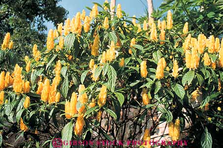 Stock Photo #13150: keywords - big blossom blossoming blossoms flora flower flowering flowers hawaii hawaiian horz island natural nature plant plants shrimp tropical vegetation yellow