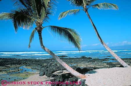 Stock Photo #13152: keywords -  beach big curve curved curving flora hawaii hawaiian horz island natural nature palm phototropic phototropism plant plants reach reaches reaching tree trees tropical turn turning turns up upward upwards vegetation