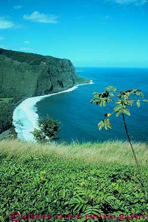 Stock Photo #13902: keywords - big canyon canyons coast coastal hawaii hawaiian island islands landscape mouth ocean palm plant plants scenery scenic sea seashore shore shoreline surf tree trees tropic tropics valley vallies vert waipio water