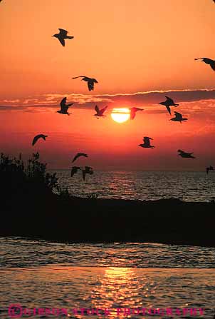 Stock Photo #13197: keywords - animal animals bear bird birds dark dawn dunes dusk evening great gulls lake lakes lakeshore michigan midwest national orange park parks region sea sleeping sunrise sunset sunsets vert water