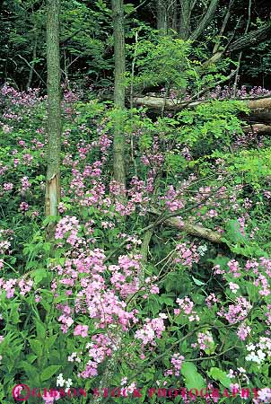Stock Photo #13198: keywords -  bear dames dunes flower flowering flowers great lakes lakeshore michigan midwest national natural nature park parks plant plants region rocket sleeping spring vegetation vert wildflower wildflowers