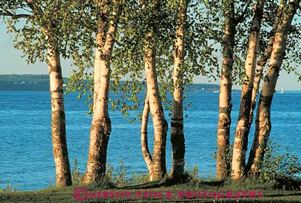 Stock Photo #13202: keywords - bark bear birch crystal dunes great grove horz lake lakes lakeshore linear lines michigan midwest national natural nature parallel park parks pattern plant plants region row rows sleeping trees white