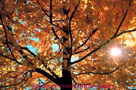 Stock Photo #13204: keywords - autumn branch branches color fall foliage great horz lakes leaf leaves maple michigan midwest region season shines sun through tree trees trunk trunks yellow