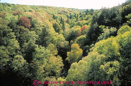 Stock Photo #13207: keywords - canopy deciduous dense elevate elevated forest forests great green habitat hardwood horz lakes landscape lush michigan midwest natural nature overhead peninsula plant plants region scenery scenic tree trees upper vegetation view