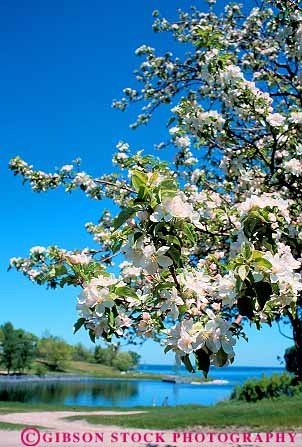 Stock Photo #13208: keywords - apple blossom blossoming blossoms flower flowering flowers great lakes landscape michigan midwest natural nature peninsula plant plants region scenery scenic spring tree trees upper vegetation vert white