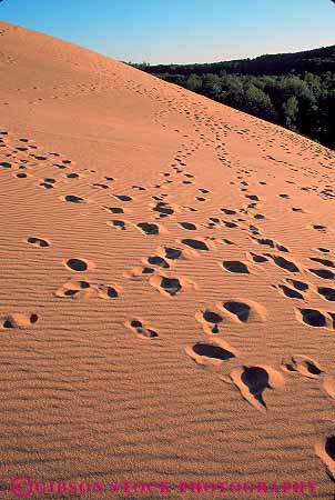 Stock Photo #13219: keywords -  bear blown deposit deposited direction directions dune dunes feet foot footprint footprints great hill hills impression impressions lakes lakeshore michigan midwest national natural park parks path paths pile region route routes sand sanddune sanddunes sediment sleeping step steps trace track tracks vert walk walking wind