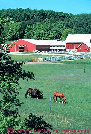 Stock Photo #13252: keywords - barn barns bay coral farm farms feed feeding field graze grazes grazing great horse horses lakes michigan pasture ranch ranches region traverse vert