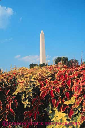 Stock Photo #8726: keywords -  attraction capitol coleus columbia dc district garden granite monument monuments national obelisk of plant plants point pointed rock shape stone tall tourist tower usa vert washington