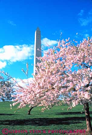 Stock Photo #8728: keywords -  attraction blossoming blossoms capitol cherry columbia dc district flower flowering granite monument monuments national obelisk of pink point pointed rock shape spring stone tall tourist tower tree trees usa vert washington