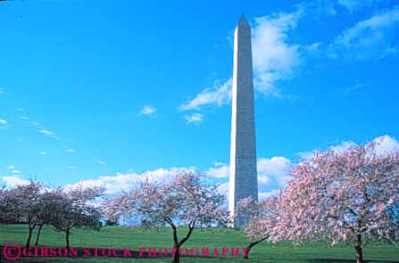 Stock Photo #8729: keywords -  attraction blossoming blossoms capitol cherry columbia dc district flower flowering granite horz monument monuments national obelisk of pink point pointed rock shape spring stone tall tourist tower tree trees usa washington