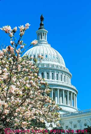 Stock Photo #8749: keywords -  america american americana architecture blossom blossoming blossoms building buildings capitol capitols cherry columbia dc design district dome domes federal flo flowers government headquarters national of office pink season spring states tree trees united usa vert washington wer