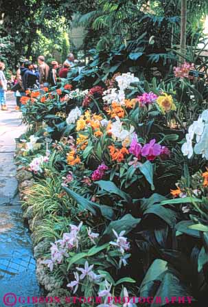 Stock Photo #8838: keywords - architecture botanical building buildings capitol columbia conservatory dc destination district flower flowers garden gardens greenhouse greenhouses in national of office offices orchid orchids travel us usa vert washington