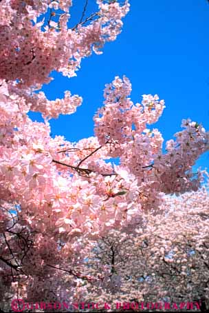 Stock Photo #8850: keywords -  annual attraction beautiful beauty blossom blossoming blossoms cherry colorful columbia dc destination district environment event flower flowering fragrance fragrant natural nature of pink pretty season spring travel tree trees vert washington