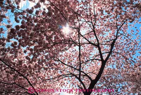 Stock Photo #8851: keywords -  annual attraction beautiful beauty blossom blossoming blossoms cherry colorful columbia dc destination district environment event flower flowering fragrance fragrant horz natural nature of pink pretty season spring travel tree trees washington