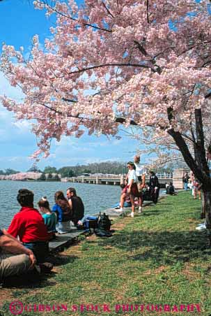 Stock Photo #8852: keywords -  annual attraction beautiful beauty blossom blossoming blossoms cherry colorful columbia dc destination district environment event flower flowering fragrance fragrant natural nature of people pink pretty season spring tourist tourists travel traveler travelers tree trees vert washington