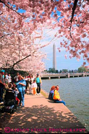 Stock Photo #8854: keywords -  annual attraction beautiful beauty bloss blossom blossoms cherry colorful columbia dc destination district environment event flower flowering fragrance fragrant natural nature of oming people pink pretty season spring tourist tourists travel traveler travelers tree trees vert washington