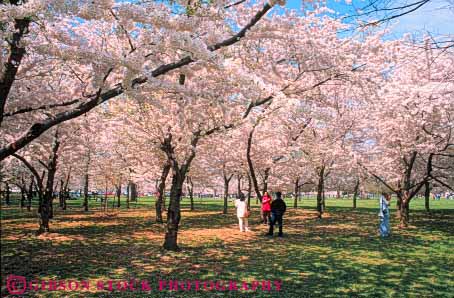 Stock Photo #8855: keywords -  annual attraction beautiful beauty blossom blossoming blossoms cherry colorful columbia dc destination district environment event flower flowering fragrance fragrant horz natural nature of people pink pretty season spring tourist tourists travel traveler travelers tree trees washington