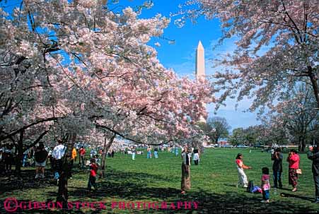 Stock Photo #8856: keywords -  annual attraction beautiful beauty blossom blossoming blossoms cherry colorful columbia dc destination district environment event flower flowering fragrance fragrant horz natural nature of people pink pretty season spring tourist tourists travel traveler travelers tree trees washington