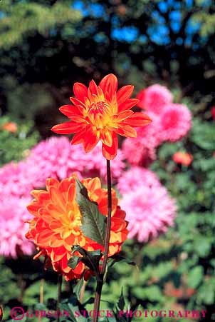 Stock Photo #12427: keywords -  blossom blossoming blossoms bright brookside colorful dahlia dahlias flower flowers fresh garden gardens maryland pink plant red vert