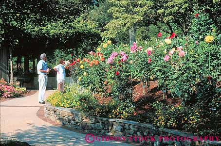 Stock Photo #12428: keywords -  botanical brookside couple couples dahlia flower flowers garden gardens horz in maryland plant plants summer wheaton