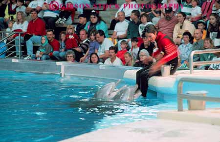 Stock Photo #12432: keywords -  animal aquarium aquariums baltimore captive captivity feed feeder feeding feeds horz mammal marine maryland national pool porpoise public show showing shows tank worker