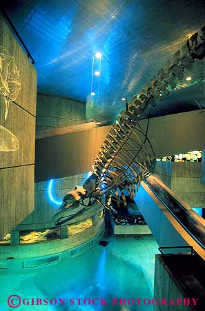 Stock Photo #12783: keywords -  aquarium aquariums architecture baltimore display inside interior lighting mammals marine maryland national public right skeleton skeletons vert whale whales