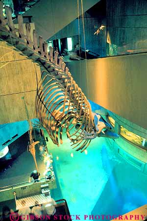 Stock Photo #18149: keywords - aquarium aquariums baltimore bone bones display displays hang hanging hangs in inside interior large mammal marine maryland national person public right skeleton skeletons suspended tank tanks vert water whale whales