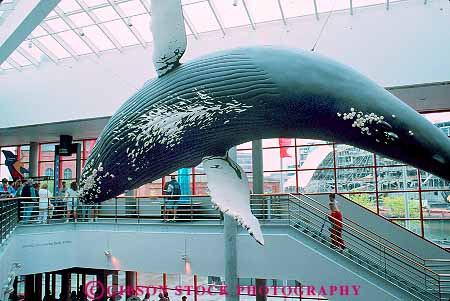 Stock Photo #18151: keywords -  aquarium aquariums baltimore display displays horz humpback in inside interior mammal marine maryland model models national person public tank tanks water whale whales