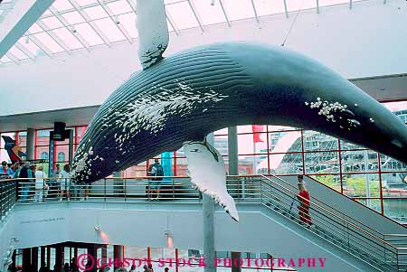 Stock Photo #18151: keywords -  aquarium aquariums baltimore display displays horz humpback in inside interior mammal marine maryland model models national person public tank tanks water whale whales