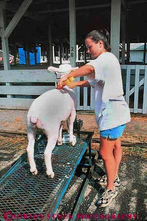 Stock Photo #13883: keywords -  animal animals annual care cares caring clean cleans county cut cuts event events fair fairs festival festivals fur gaithersburg girl handle handler handles handling livestock maryland montgomery pet shear shears sheep show summer teen teenage teenager teenagers teens trim trims vert woman young youth