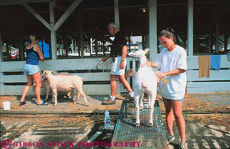 Stock Photo #13884: keywords -  animal animals annual care cares caring clean cleans county cut cuts event events fair fairs festival festivals fur gaithersburg girl groom grooming grooms handle handler handles handling horz livestock maryland montgomery pet shear sheep show summer teen teenage teenager teenagers teens trim trims woman young youth