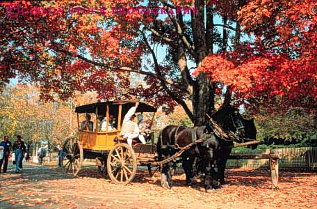 Stock Photo #3384: keywords -  autumn carriage carriages colonial fall historic history horse horz living museum museums people person season site sites tour virginia williamsburg