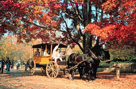 Stock Photo #3384: keywords - autumn carriage carriages colonial fall historic history horse horz living museum museums people person season site sites tour virginia williamsburg