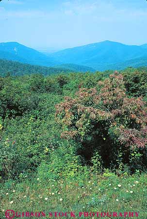 Stock Photo #13296: keywords -  appalachian forest forests hardwood hill hills landscape mountain mountains national overview park parks public scenery scenic shenandoah vert virginia wooded