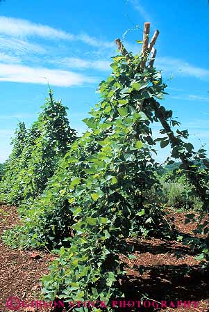 Stock Photo #13314: keywords - american bean beans climb climber climbing climbs colonial crop crops early frame frames garden gardens geotropism grow growing historic history jefferson legume legumes monticello phototropism plant plants pole poles spring stalks teepee thomas tradition traditional trellis up upward upwarding vert vine vines virginia