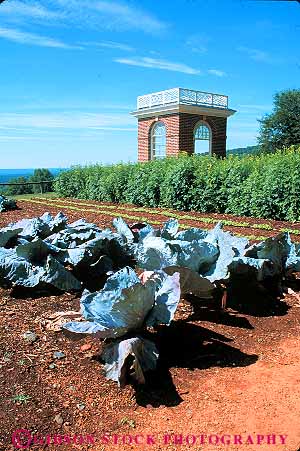 Stock Photo #13319: keywords -  american cabbage cole colonial crop crops early garden gardens growing historic history home homes in jefferson mansion mansions monticello thomas tradition traditional vegetable vegetables vert virginia