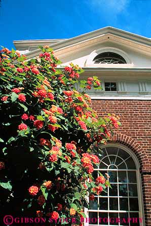 Stock Photo #13320: keywords -  american colonial early flower flowers garden gardens growing historic history home homes jefferson lantana mansion mansions monticello next plant plants thomas tradition traditional vert virginia