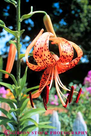 Stock Photo #12793: keywords - ash blossom blossoming blossoms carolina charlottesville flower flowering flowers garden gardens globe highland in lawn leopard lilies lily north orange round sphere vert