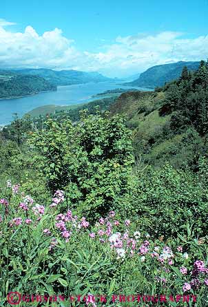 Stock Photo #13348: keywords -  columbia gorge landscape northwest oregon overview river rivers scenery scenic vert view wildflowers
