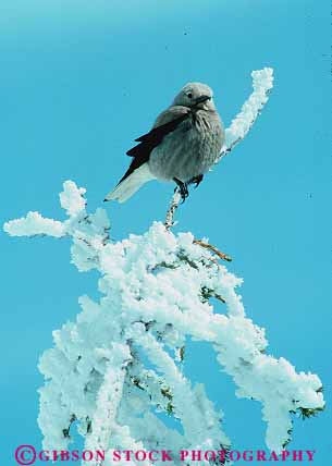 Stock Photo #13365: keywords -  bird birds caldera calderas clarks cold crater craters formation geologic geological geology in lake lakes national nutcracker oregon park parks public snow top tree vert volcanic volcano volcanoes water wildlife winter