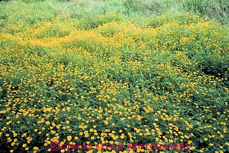 Stock Photo #13393: keywords -  blossom blossoming buttercup flower flowers habitat horz landscape landscapes many multitude natural nature northwest numerous oregon pattern plant plants profusion scenery scenic scenics spring wildflower wildflowers yellow