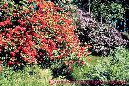 Stock Photo #13396: keywords -  blossom blossoming blossoms bush colorful eugene flower flowering flowers henricks horz landscape landscapes lush natural nature northwest oregon park plant plants purple red rhododendron scenery scenic scenics season spring tree verdant wildflower wildflowers